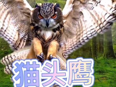 猫头鹰为什么吃母亲?
猫头鹰为什么吃母亲? 猫头鹰学名土枭鸟,又称不孝鸟。为什么猫头鹰会称不孝鸟呢?就是因为他在小的时候是吃掉它母亲的肉才长大,它吃了它母亲,所以称为不孝鸟。为什么会有这样的因果?就是它过去世,曾经怨害杀过它,所以今生投胎做它的小孩儿也要杀掉它。如是因,如是果,所以每一个修行人要注意他的起心动念,发慈悲心,智慧心。如是因,如是果。这段故事是出自《楞严经》第七卷。