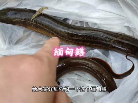 缅甸鳝跟本土黄鳝的区别! #黄鳝 #野生黄鳝