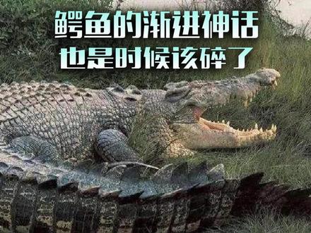 鳄鱼的渐进神话也是时候该碎了 你一定听过湾鳄渐进4米8,体重430公斤这种神话,说的好像湾鳄随便一抓都是牛的不行的存在,但事实是,这个渐进只是中文动物圈造的词的而已。目的就是为了强行提升鳄鱼这种爬行动物的战力水平。现实中是什么样的呢?咱们一起来扒!#动物科普 #鳄鱼 #湾鳄 #爬行动物 #猛兽