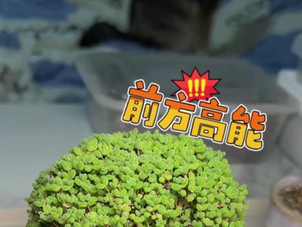 枝干番杏如何快速撸枯叶子??健康的叶片是很坚实的,不用害怕会掉叶片哦😉#多肉植物养护 #养花小知识 #枝干番杏 #蜜橘枝干番杏 #蘑菇怪的养花日记