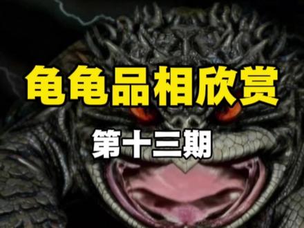 一起来欣赏下别人的龟龟 #养龟日常#龟宠时代#龟龟