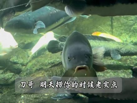 提前和刀哥沟通好,没想到竟然真这么听话?#刀疤鲤 #刀哥 #捞鱼