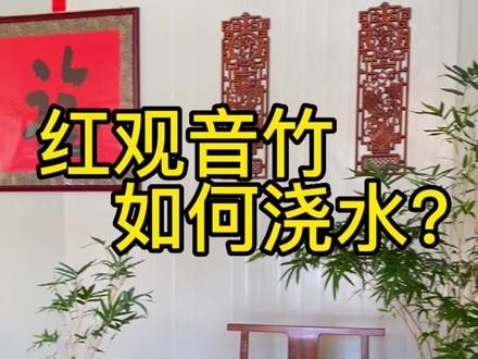 红观音竹如何浇水?#2022年新农人计划 #红观音竹养护 #网红竹子 #禅意生活 #水培植物