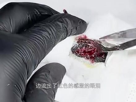 清道夫脑子发育不成熟,我给它油炸到成熟