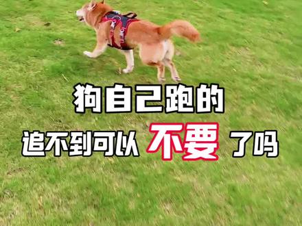 养了8年都喊不回来可以不要了吧!#柴犬