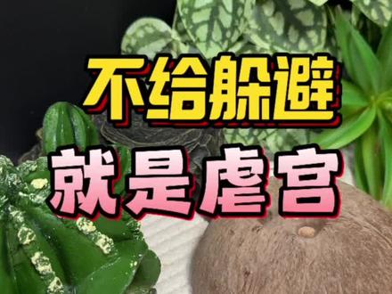 #豹纹守宫 希望这个有争议性的问题可以画上句号#爬宠 #守宫 #动物科普知识
不管养小什么宠物,不能听风就是雨,我们要有自己的思考以及换位思考