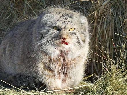 动物救助有风险,要根据具体情况实施救援#科普 #动物救助