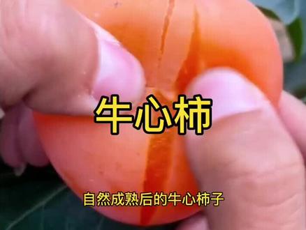软糯溏心的牛心柿子#牛心柿 #牛心柿子苗 @抖音小助手 #口感特别好