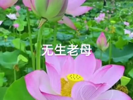 你知道五声老母吗?…
