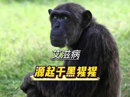 #科普 艾滋病源起于非洲黑猩猩?#科普一下 #涨知识 那么非洲人到底对黑猩猩做了什么?#一定要看到最后
