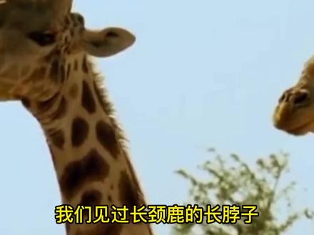 泰国神秘部落—长颈族 女人以脖长为美 铜圈戴上了就不能取下来 #冷知识 #奇葩故事 #异国风情 #趣闻