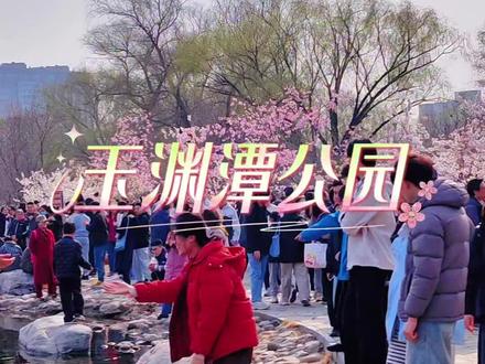 玉渊潭早樱已开,晚樱蓄势待发, #玉渊潭樱花 #北京赏樱攻略 #北京春天去哪玩 #创作者中心 #创作灵感