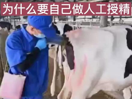 为什么要自己做人工授精#牛羊养殖 #养殖小知识
