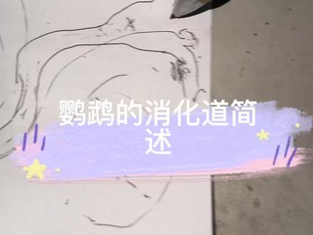 #鹦鹉 #鹦鹉吐食 鹦鹉的消化道精讲