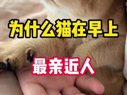 为什么猫在早上最亲近人#猫咪 #猫咪日常 #小猫咪 #养猫人