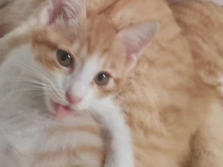 乐子猫猫物志第二期 #角角#我和猫