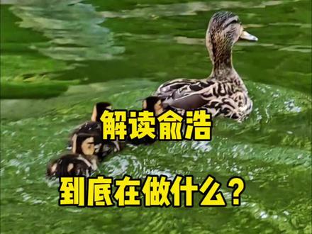 太多人问我关于追觅和俞浩的问题,很多人的解析,让我看了很想发笑,在此统一对他最近的行为进行一些解析吧,这个视频且看且珍惜,明天不一定还在,这个故事我至少能讲500期#追觅 #俞浩