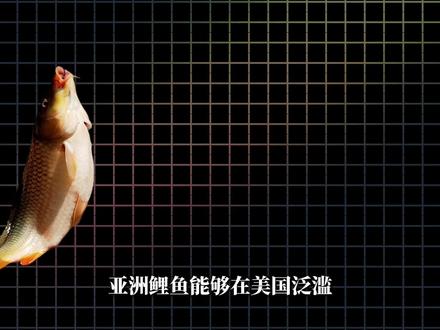 亚洲鲤鱼是咋卡老美BUG的? #留子生存争霸赛 #科普 #商业 #财经 #美食