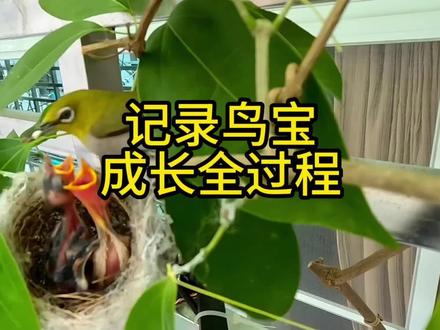观察了20天,从发现鸟巢的心情激动到幼鸟离窝的心里不舍,但也要祝福鸟宝宝平安茁壮,自由翱翔#野生动物零距离 #鸟窝 #鸟巢鸟蛋 #鸟宝宝 #小鸟孵化