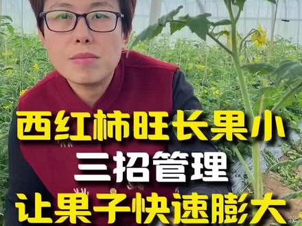 西红柿旺长果小,三招管理,让果子快速膨大 #西红柿旺长 #西红柿徒长 #旺长 #西红柿高产种植技术