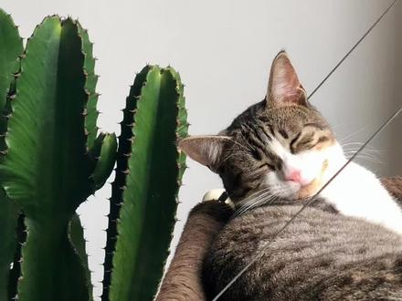 猫薄荷有成瘾性吗?#猫 #薄荷 #宠物 #科学养猫 #科学养宠攻略 #撸猫