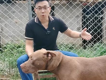 如何正确打狗,斗犬之王比特被教育