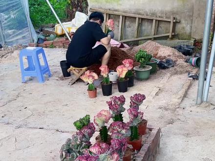 #精品盆景 彩麒麟!论如何入盆的重要性