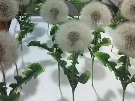 第14集|钩织蒲公英#钩织教程 #钩织蒲公英