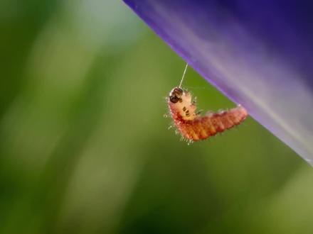 阿尔康蓝蝶幼虫伪装成蚁后奴役蚂蚁,它们的幼虫可以成功地欺骗红蚁,进入蚁穴内部享受安逸的寄生生活,它们的秘密武器就是气味。#昆虫世界 #神奇动物在抖音 #蝴蝶