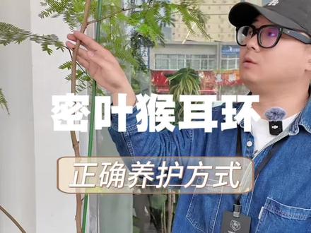 这是一颗情绪价值给满的树
#密叶猴耳环 #绿植养护 #植物养护 #养植物我是认真的