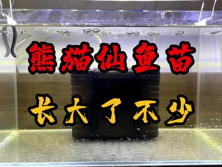 几天时间熊猫仙鱼苗还长大了不少,主要肯吃食就会长身体 #养鱼日记 #燕鱼 #神仙鱼 #神仙鱼苗开口