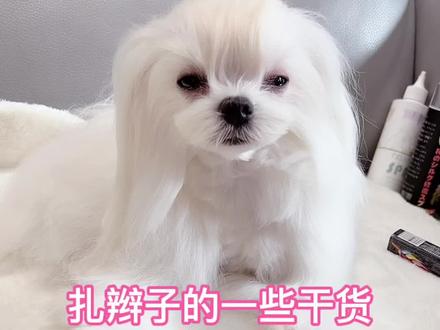 今天楚楚来做模特啦!仔细看完哦!都是我自己的一些经验#马尔济斯#萌宠出道计划#抖音热门#我家毛孩子