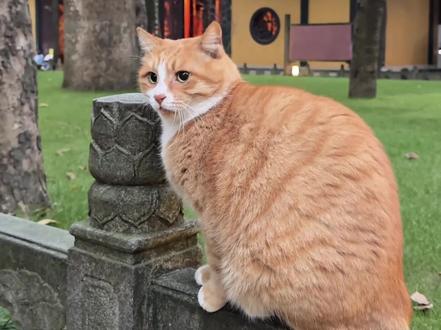 猫咪就是神明派来的天使吧 #猫咪#传说#神性