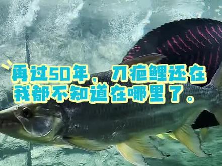 鲤鱼寿命有多长?#刀疤鲤 #暖心阿哲 #一起来看鱼 #动物@dou+小助手