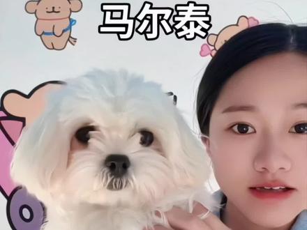 都说养马尔泰是小型犬的终点? #马尔泰价格 #深圳马尔泰 #马尔泰怎么选 #马尔泰优缺点 #马尔泰犬舍