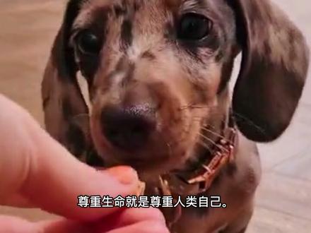 在国外被宠国内被弃,曾经的奥运会吉祥物腊肠犬@宠物指南V #腊肠犬 #狗是人类最忠诚的朋友 #宠物指南