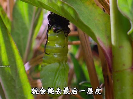 为了活下去,它主动停止衰老, #动物世界#动物#动物解说#帝王蝶 #昆虫
