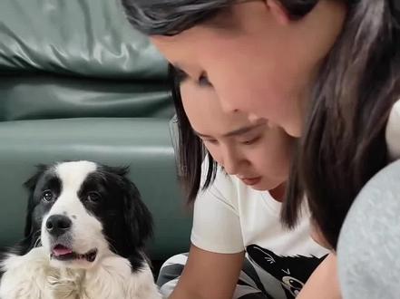姐姐说她也不知道为什么,我们说很多次她都是懵懵的,但耀祖说一次她就记住了………#耀祖不是边牧 #狗子的日常 #记录狗狗的日常生活 #宠物vlog #原创视频