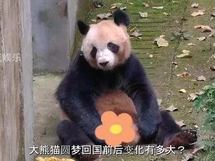 大熊猫圆梦回国前后变化有多大?直接从法国贵公子沦为潦草小狗#圆梦 #熊猫 #国宝 #娱乐 #热门 #园润