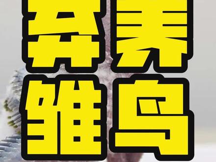母鸟弃养雏鸟的四个原因 #鸟宠问答 #鹦鹉 #鹦鹉饲养 #鹦鹉小白 #手养鹦鹉