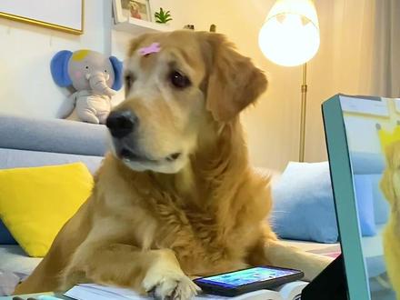 戏精狗狗上网课偷玩游戏,万万没想到被老师...#家有萌宠 #网课