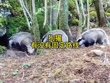 狗獾有没有固定路线行走?#动物科普 #狗獾