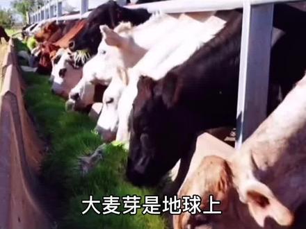 #知识分享 #农业 #抖音助农 #智慧农业物联网 #养羊创业 #振兴乡村 #养牛人 #牛羊草料 #养牛技术 #养牛 #牛羊养殖 #智慧农业 立体水培麦芽养牛,一周牛牛可以吃到麦芽@抖音