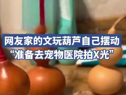 葫芦娃要出生了😧#葫芦娃