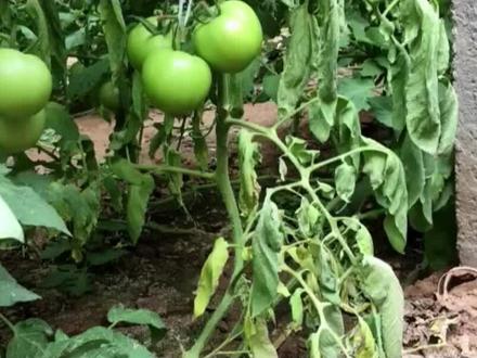 土壤盐分含量高,西红柿萎蔫死棵,应该怎么办?山东省农科院崔荣宗研究员 崔老师告诉你#农业种植技术