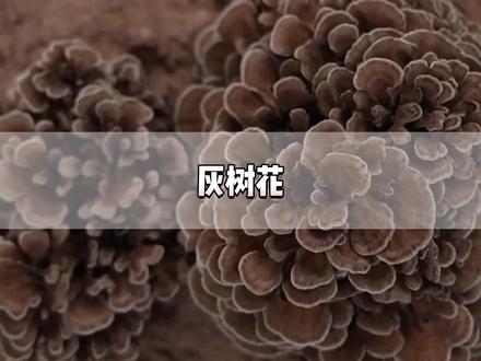 灰树花是什么?真的有营养吗?#灰树花 #栗蘑 #舞茸 #科普一下 #每天跟我涨知识