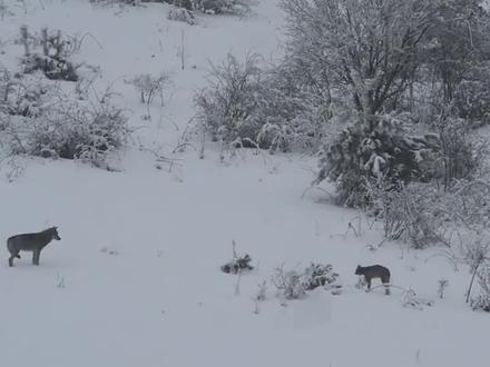 把狼群屠杀一空,被称作屠狼机器的猞猁,究竟有多狠? #野生动物 #神奇动物 #猞猁 #野狼
