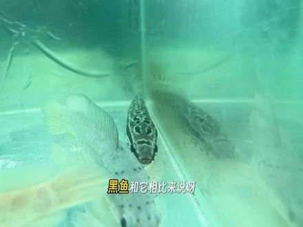 国产雷龙大混养,雷龙界的颜值担当红月鳢 #鱼缸 #月鳢 #七星鱼 #红白闪点雷龙