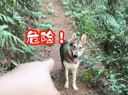 倒车后遇到狼了
#捷克狼犬 #狼 #林道穿越 #摩托