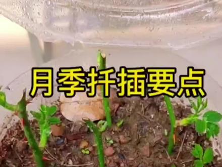 #月季#月季扦插 #月季苗 #月季嫁接#月季扦插 月季扦插方法 月季发芽移栽 月季小苗 月季几天生根 月季扦插种植方法 月季月季花